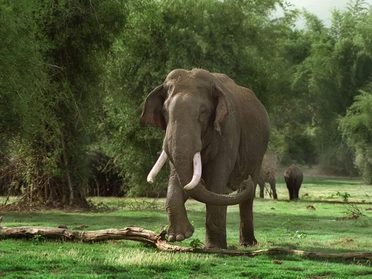 झारखंड के लातेहार में जंगली हाथी ने बुजुर्ग व्यक्ति को पीसकर मौत के घाट उतार दिया