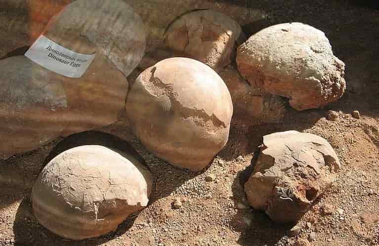 मध्य प्रदेश के धार जिले में 650 करोड़ वर्ष पुराने डायनासोर के अंडे मिले