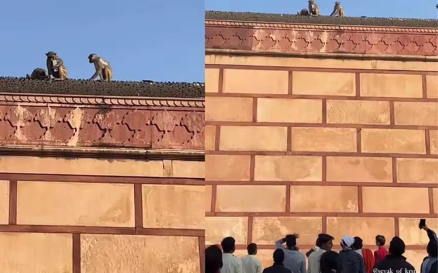 वृंदावन मंदिर में अनोखी घटना: बंदर ने वापस किया चुराया हुआ आईफोन