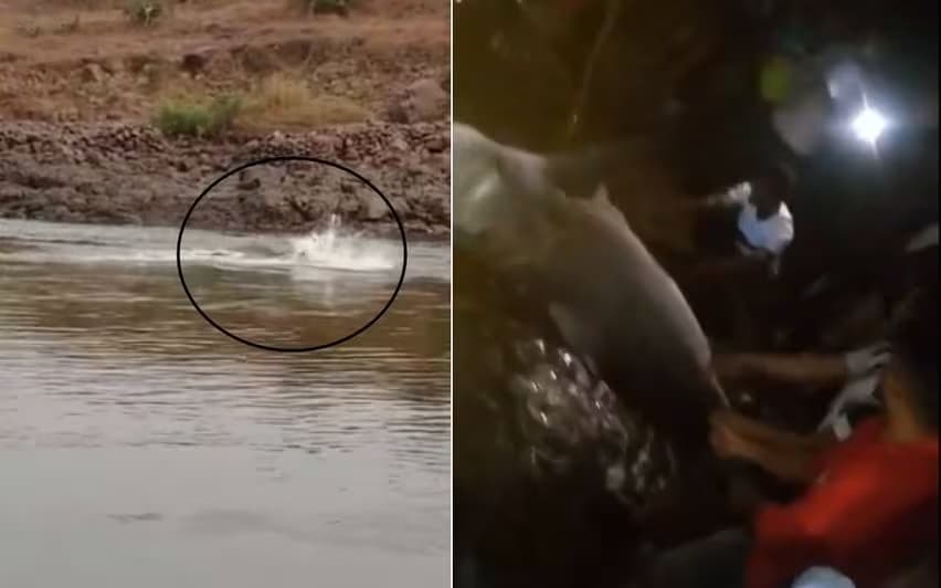 महाराष्ट्र: मछली पकड़ने नदी में उतरे व्यक्ति की शार्क ने काटी टांग