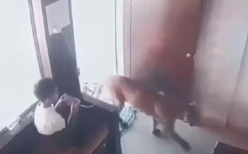 12 वर्षीय बालक ने कमरे में तेंदुए को किया बंद, वीडियो हुआ वायरल